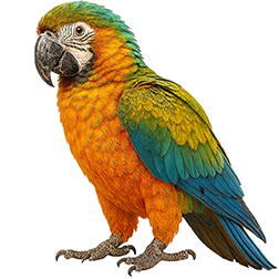 Camelina Macaw